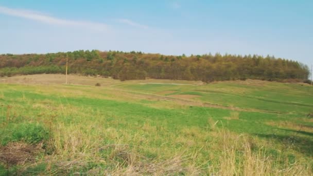 Landscape Panorama. View of the Forest — Stock Video