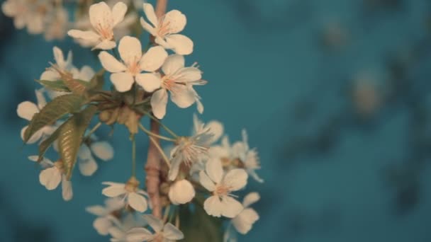 Wiosna Kwiaty wiśniowe drzewo — Wideo stockowe