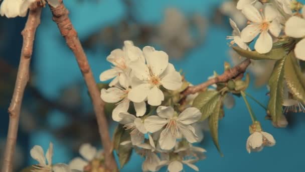 Spring kersenboom blossoms — Stockvideo