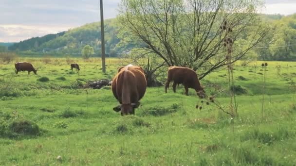 Spaziergänge mit Pferd und Kuh auf der Weide — Stockvideo