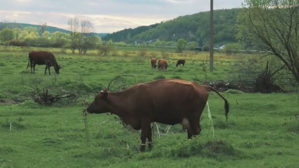 马和奶牛牧场散步。牛尿 — 图库视频影像