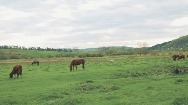 Spaziergänge mit Pferd und Kuh auf der Weide — Stockvideo