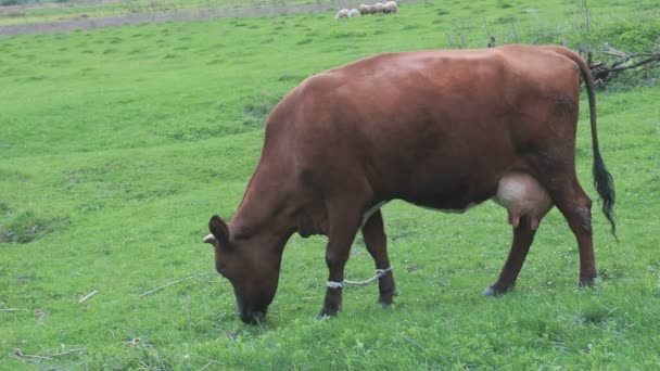 Spaziergänge mit Pferd und Kuh auf der Weide — Stockvideo