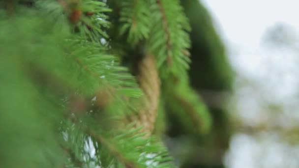 Un arbre vert. Épinards 