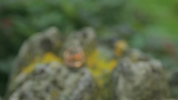 Anillos de boda en una piedra — Vídeos de Stock