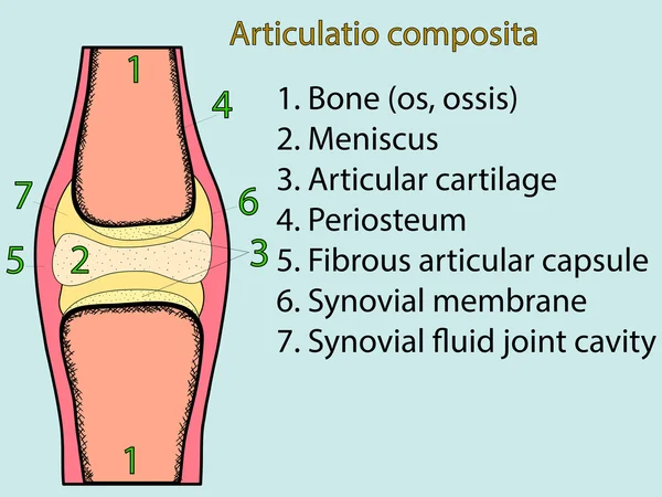 Vettore articolare complesso. Atlante anatomico — Vettoriale Stock