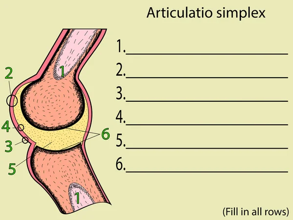 Simple vector articular. Educación atlas anatómico — Archivo Imágenes Vectoriales