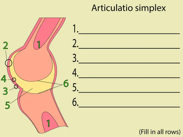 Simplex Joint Vektor. Anatomischer Bildungsatlas — Stockvektor