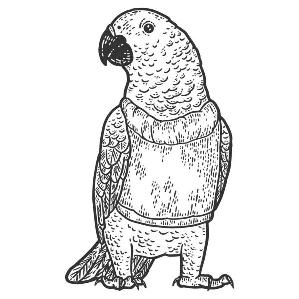 Fjäderfä, papegoja i tröja. Gravyr vektor illustration. — Stock vektor