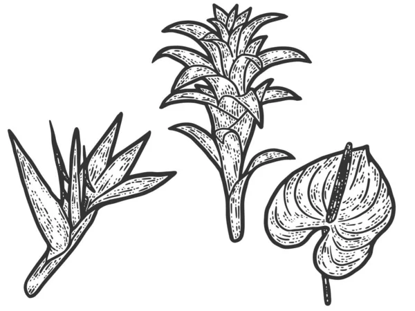 Conjunto de flores tropicais. Ilustração vetorial de gravura. Sketch imitação placa de arranhão. —  Vetores de Stock