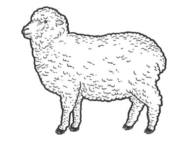 Merino çiftlik hayvanı. Kabartma vektör illüstrasyonu. Çizim tahtası taklidi.