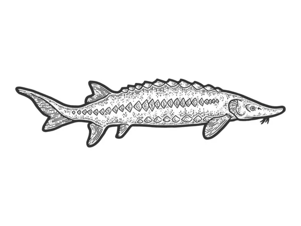 Bastard sturgeon. Engraving raster illustration. Sketch scratch — Stock Photo, Image