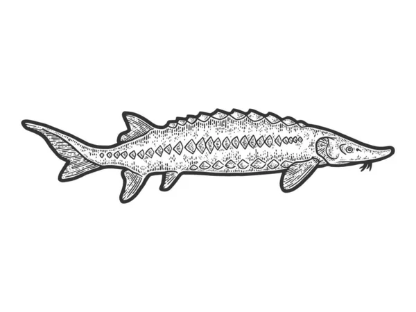 Bastard sturgeon. Engraving vector illustration. Sketch scratch — Stock Vector