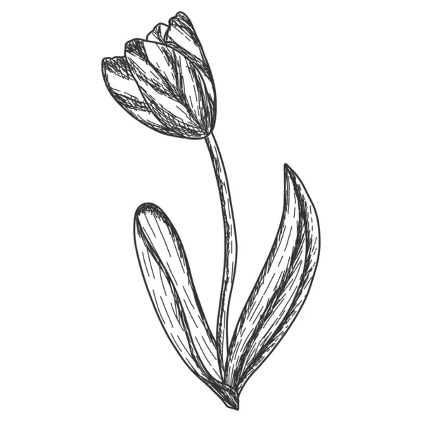 Un fiore di tulipano. Illustrazione raster incisione. Graffio schizzo — Foto Stock