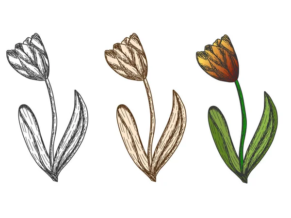 Set de tulipán en diferentes colores. Ilustración vectorial grabado. — Archivo Imágenes Vectoriales