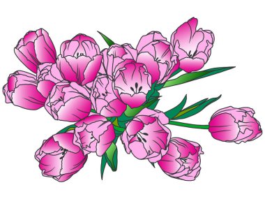 Boyama kitabı çiçekleri, pembe laleler çiçek açtı. Gravür vektör illüstrasyonu.