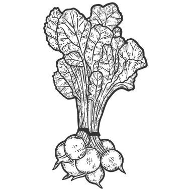 Bitki, bir demet turp. Çizim tahtası taklidi. Siyah ve beyaz.