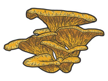 Mantar bitkileri. Çizim tahtası taklit rengi.