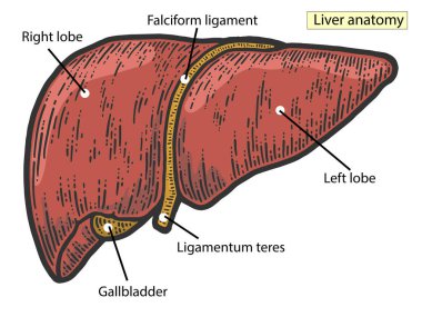Anatomik atlas, karaciğer yapısı. Tıp Eğitimi de.