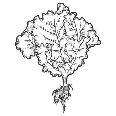 Köklü, tam boy marul. Çizim tahtası taklidi. Siyah ve beyaz.