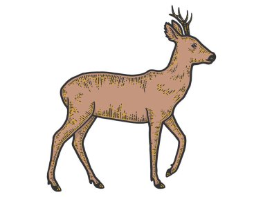 Capreolus 'lu bir hayvan, tam gelişim içinde izole edilmiş. Çizim tahtası taklidi.