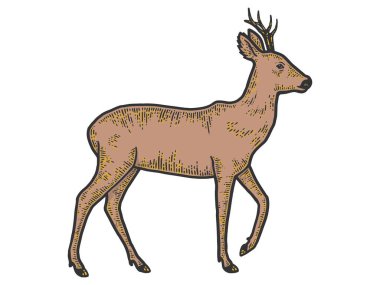 Capreolus 'lu bir hayvan, tam gelişim içinde izole edilmiş. Çizim tahtası taklidi.