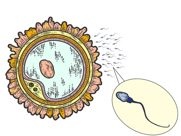 Seth sperme et ovule. Croquis carte à gratter imitation couleur, gravure — Image vectorielle
