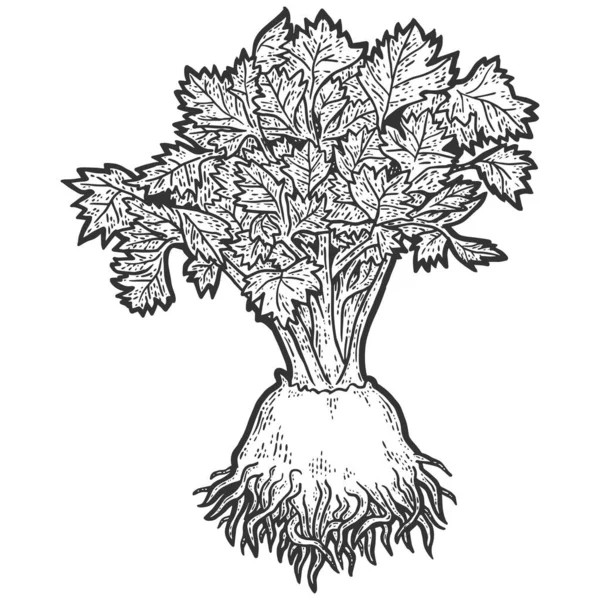 Légume céleri en taille de poids. Croquis imitation de planche à gratter. — Image vectorielle
