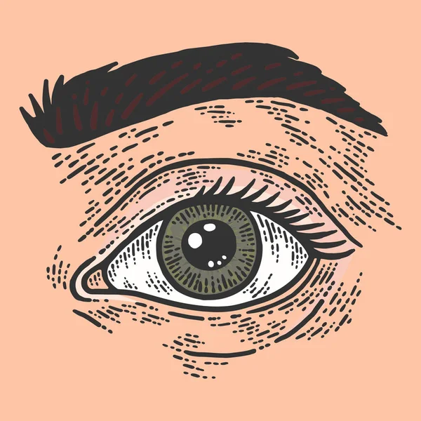 Menschliches Auge und Augenbraue. Skizze Scratch Board Imitation Farbe. — Stockvektor
