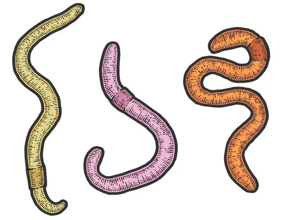 Set three earthworm. Sketch scratch board imitation color. — Zdjęcie stockowe