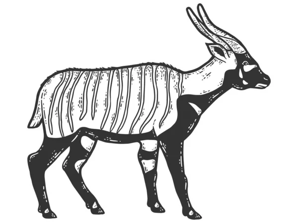 Bongo, antelope animal. Sketch scratch board imitation. Black and white. — Stockvector