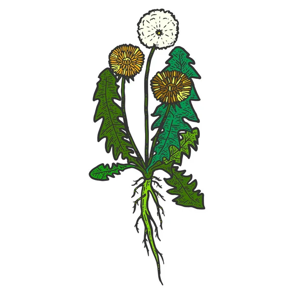 보터니, 민들레 뿌리가 있는 식물. 고립된 물체. 스크래치 보드 모방 색상을 스케치. — 스톡 벡터