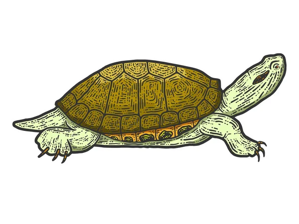 Animal reptile tortoise. Sketch scratch board imitation color.