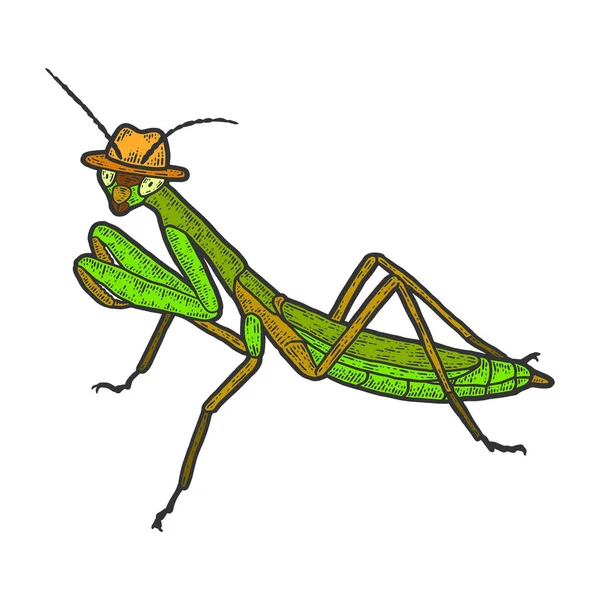 欧洲的螳螂，头戴帽子的聪明昆虫。彩绘素描板仿制. — 图库矢量图片