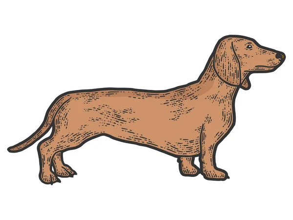 Cão de estimação raça dachshund. Desenho cor de imitação placa de arranhão. — Vetor de Stock