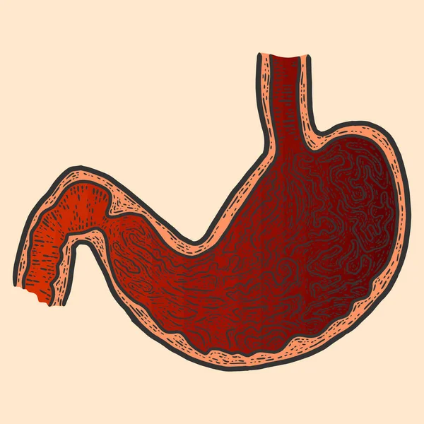 Anatomía, sección del estómago. Bosquejo de rayado imitación de color. —  Fotos de Stock