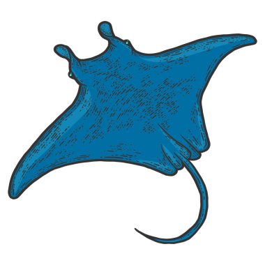 Batoidea balıkları. Çizim tahtası taklit rengi.