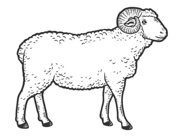 Animal de quinta, carneiro. Vista lateral. Desenho raspar placa imitação coloração. — Vetor de Stock