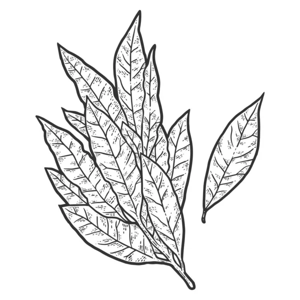 Planta fragante, hoja de laurel. Dibujo para colorear imitación tablero de rascar. — Vector de stock