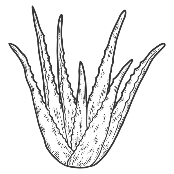 Plante de guérison. Aloe vera. Croquis carte à gratter imitation coloriage. — Photo