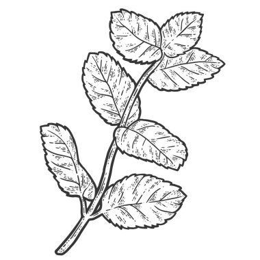 Nane şekeri. Çizim tahtası taklit renklendirmesi.