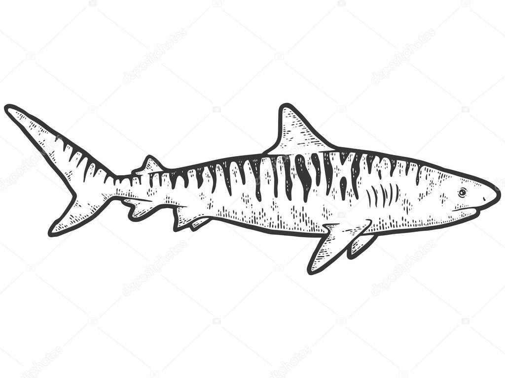 Tiger shark. Sketch scratch board imitation coloring.