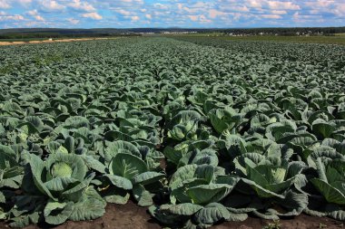 Lahana bir alanda büyüyor