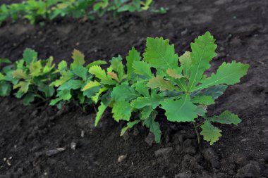Bir çiçek pot closeup meşe Filiz