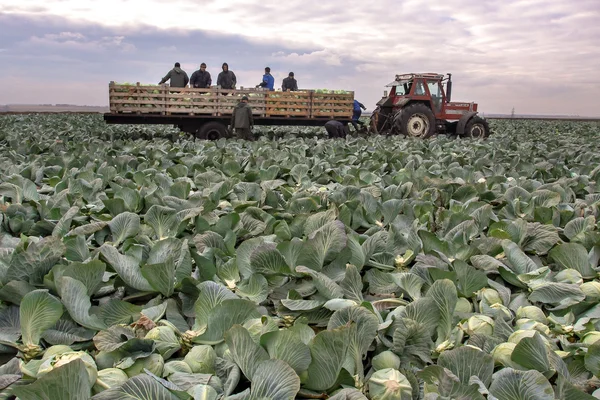 Belovo, Rusya 20 Ekim 2015: Lahana Çiftçi hasat