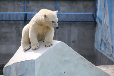 Novosibirsk, Rusya 7 Temmuz 2016: kutup ayıları hayvanat bahçesinde