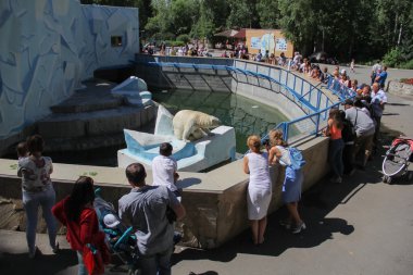 Novosibirsk, Rusya 7 Temmuz 2016: kutup ayıları hayvanat bahçesinde