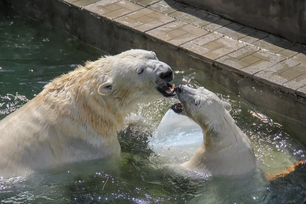 NOVOSIBIRSK, RUSSIA JULY 7, 2016: Polar bears at the zoo Stock Photo