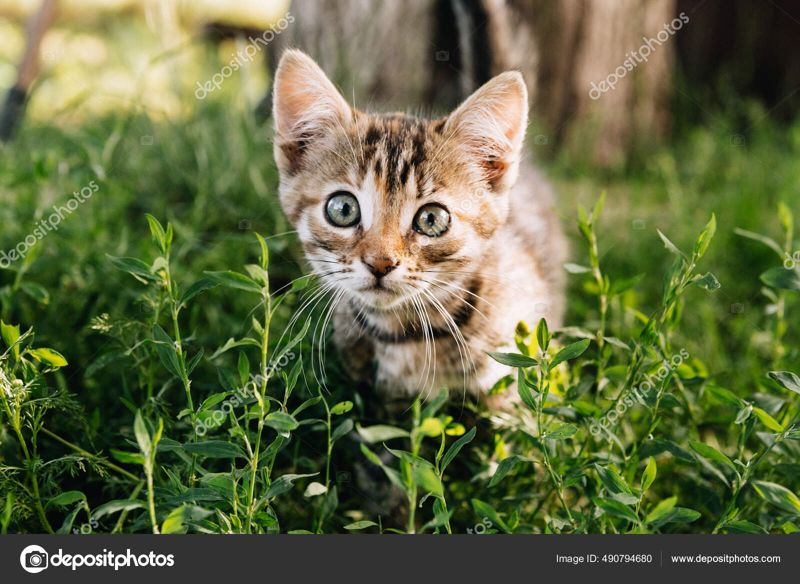 Beautiful Cat Nature — Stock Photo © Deep_Mind #490794680