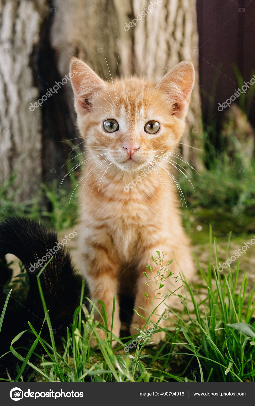 Beautiful Cat Nature — Stock Photo © Deep_Mind #490794916
